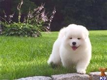 Samoyed