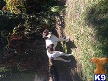 finnick available German Shorthaired Pointer puppy located in MIAMI