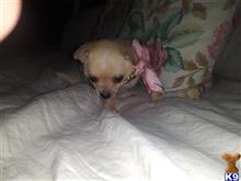 Puppy available Chihuahua puppy located in EVERETT