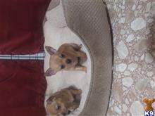 chihuahua puppy posted by Johnstephens11