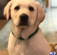 Labrador Retriever