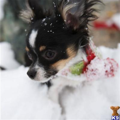 Chihuahua stud dog