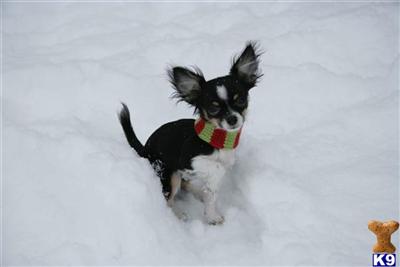 Chihuahua stud dog