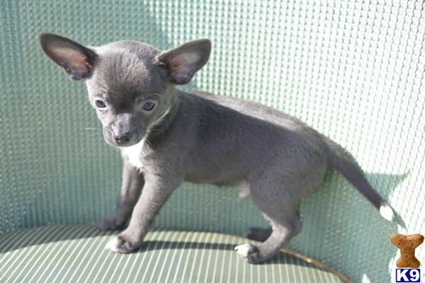 grey chihuahua puppies for sale
