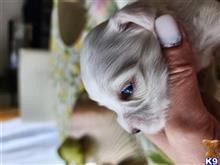 maltese puppy posted by Jolanta1000