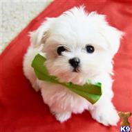 maltese puppy posted by Jordanlove0516