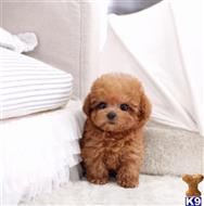 Maltipoo Puppies For In California Orange Ca 92707 Maltipoo Puppy Posted By Jordanlove0516
