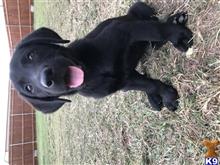 labrador retriever puppy posted by Jordenculp