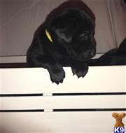 labrador retriever puppy posted by Jordenculp