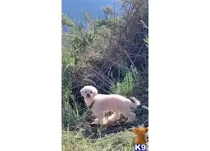 Buddy available Lhasa Apso puppy located in PALO VERDE