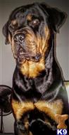 Bain available Rottweiler puppy located in WOONSOCKET