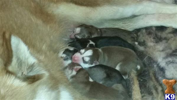 siberian husky puppy posted by JosieGirl2014