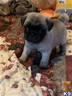 pug puppy posted by Joy1