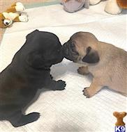 pug puppy posted by Joy1