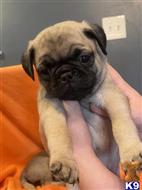 pug puppy posted by Joy1