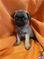 pug puppy posted by Joy1