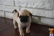 pug puppy posted by Joy1