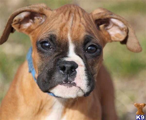 Authentic Boxer Breeder Colorado Springs Photos