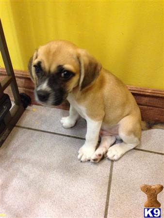 beagle puppy posted by Jrebugio