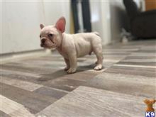 french bulldog puppy posted by Jsm2007