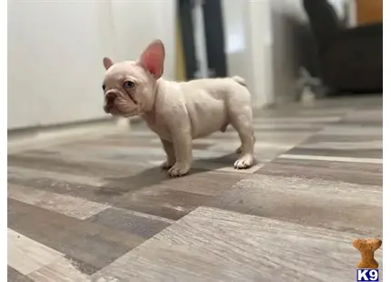 French Bulldog