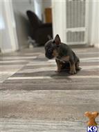 french bulldog puppy posted by Jsm2007