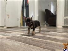 french bulldog puppy posted by Jsm2007