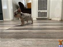 french bulldog puppy posted by Jsm2007