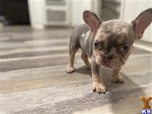 french bulldog puppy posted by Jsm2007