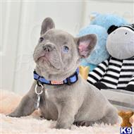 french bulldog puppy posted by Juan02