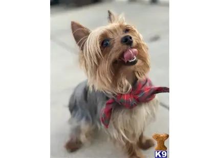 Pancho available Yorkshire Terrier puppy located in Fontana