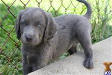 weimaraner puppy posted by JudyandAudrey
