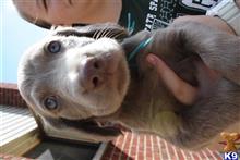 weimaraner puppy posted by JudyandAudrey