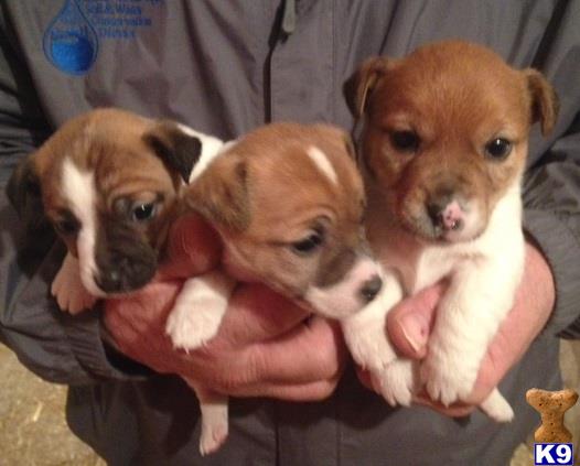 jack russell terrier puppy posted by Judyfab