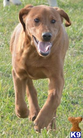 Labrador Retriever