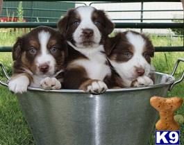 Miniature Australian Shepherd puppy for sale
