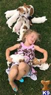 jack russell terrier puppy posted by Judyfab