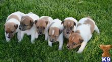 jack russell terrier puppy posted by Judyfab