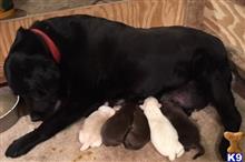 labrador retriever puppy posted by Judyfab