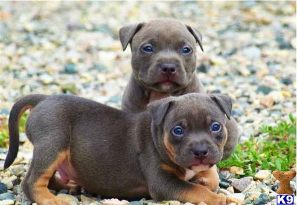 pitbull puppies for sale orlando american pit bull puppies for sale in florida pitbull puppies for sale orlando american pit bull puppies for sale in florida