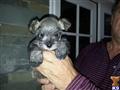 miniature schnauzer puppy posted by JulieH1