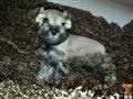 miniature schnauzer puppy posted by JulieH1