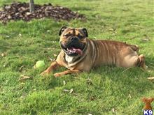 Bentley available Old English Bulldog puppy located in SAN DIEGO