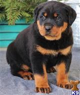 rottweiler puppy posted by Justine748