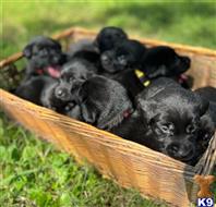 labrador retriever puppy posted by Jweisel1366