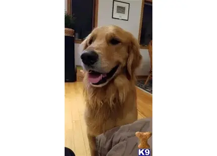 Bailey Winters Snow available Golden Retriever puppy located in DELANO
