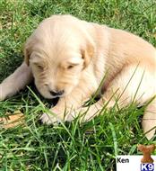 golden retriever puppy posted by Jwinters2