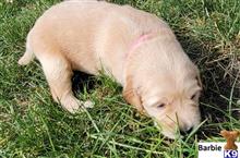 golden retriever puppy posted by Jwinters2