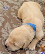 golden retriever puppy posted by Jwinters2