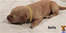golden retriever puppy posted by Jwinters2